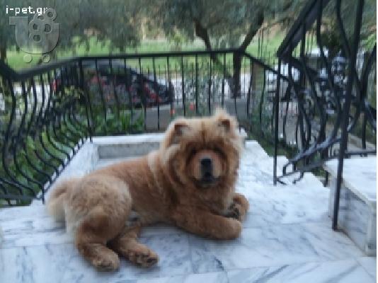 Ζητείται θηλυκό chow chow..